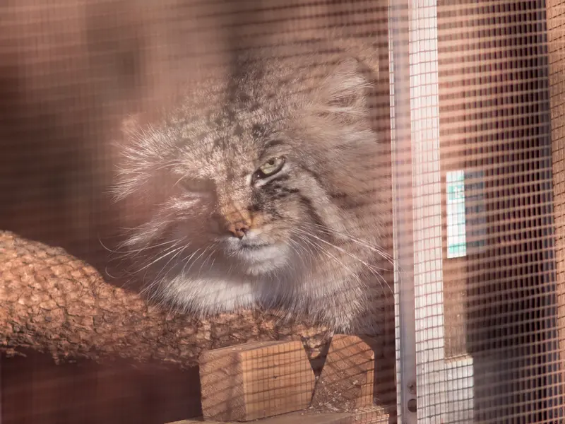A photograph of Lotos in Saitama Children's Zoo