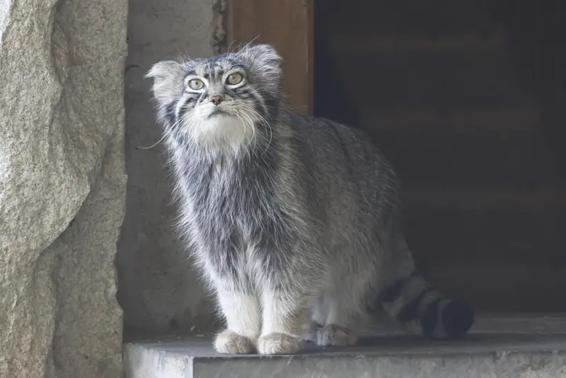 A photograph of a Pallas's cat