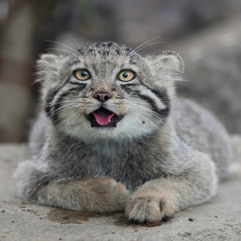 A photograph of San in Kobe Animal Kingdom