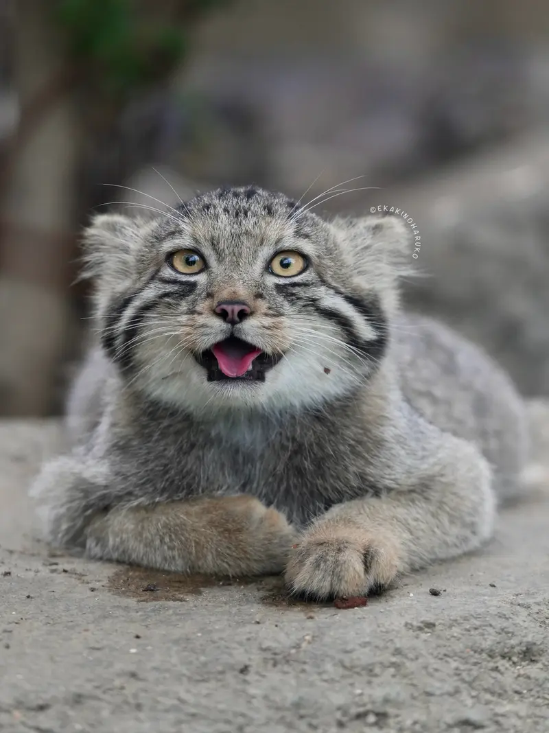 A photograph of San in Kobe Animal Kingdom