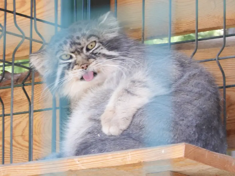 A photograph of Chip in Barnaul zoo “Lesnaya skazka”