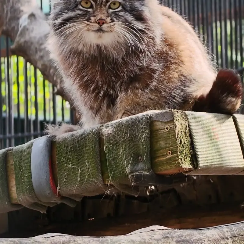 A photograph of a Pallas's cat in Novosibirsk Zoo