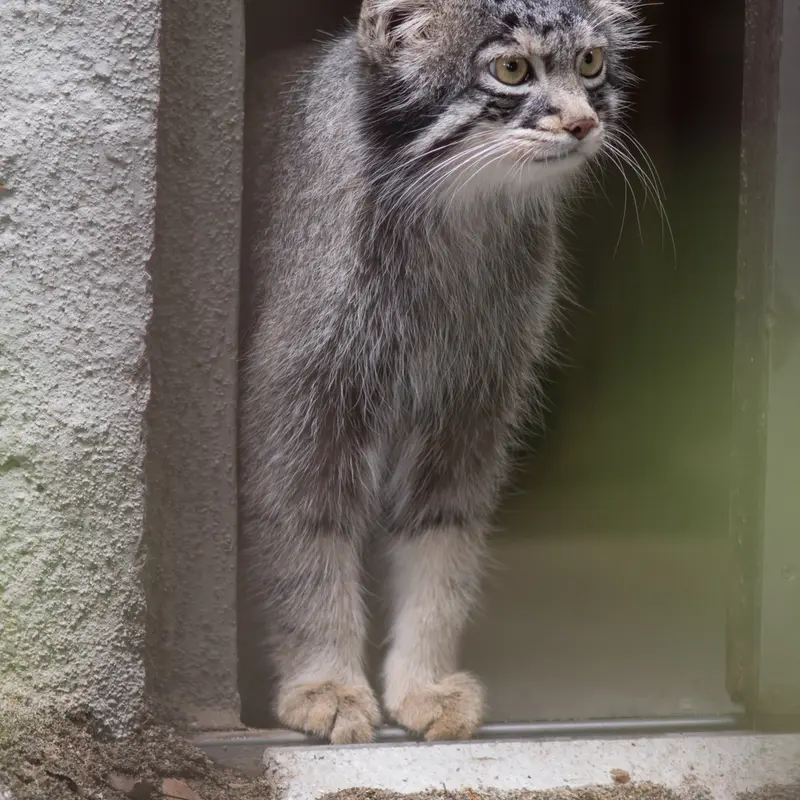 A photograph of Figa in Nogeyama Zoo