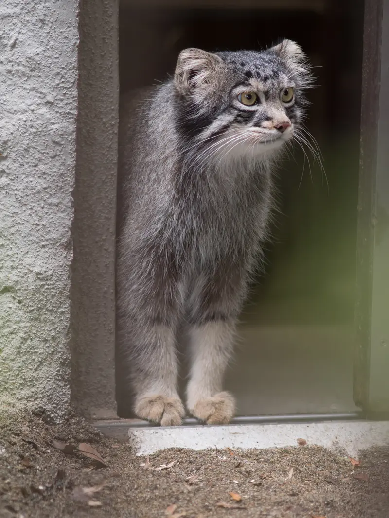A photograph of Figa in Nogeyama Zoo