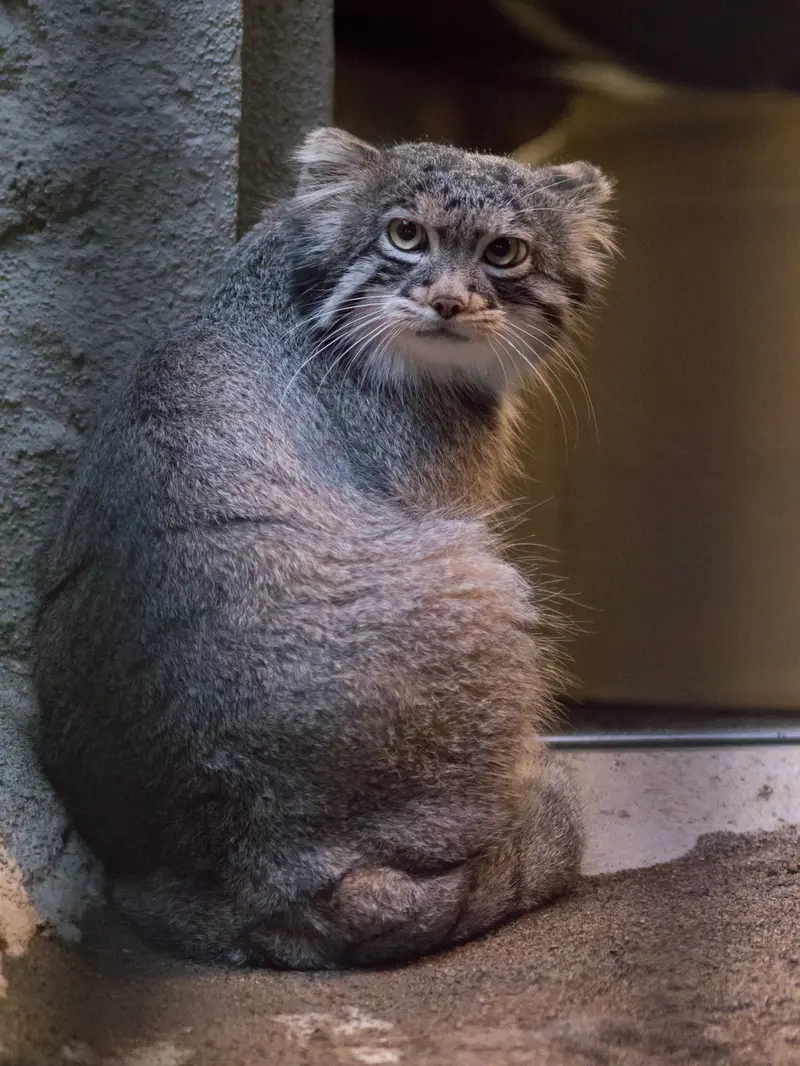 A photograph of Figa in Nogeyama Zoo