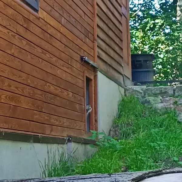 A photograph of a Pallas's cat in Gdansk Zoo