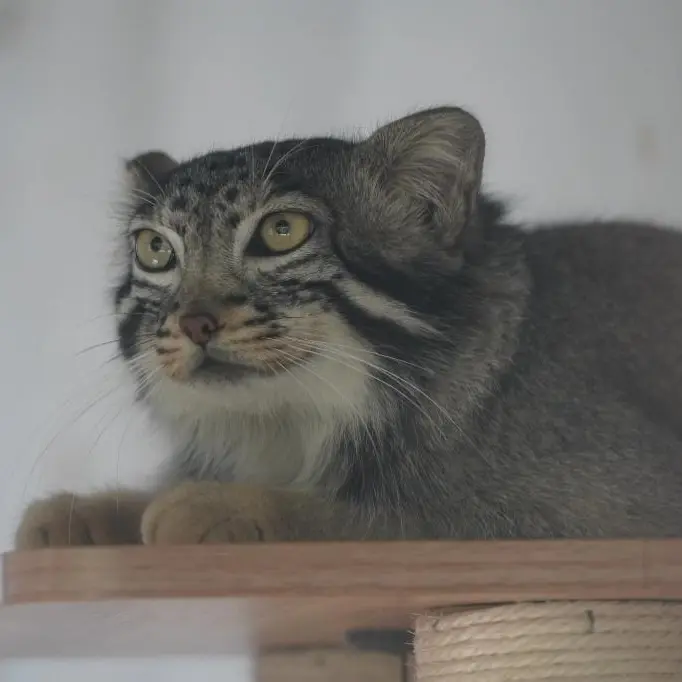 A photograph of Sun Daniang in Qinghai-Tibet Plateau Wildlife Zoo