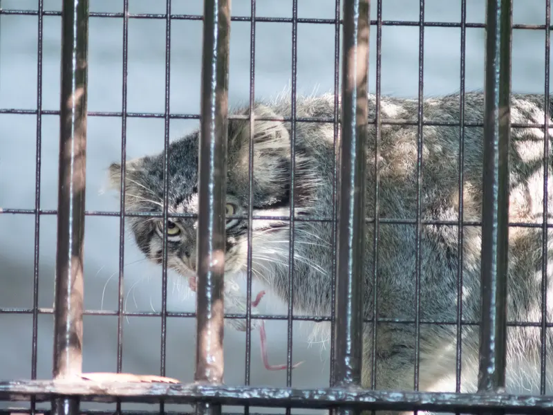 A photograph of Figa in Nogeyama Zoo