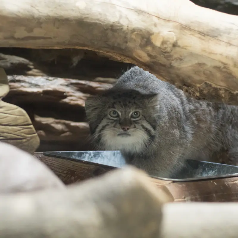 A photograph of Klyon in Ueno Zoological Gardens