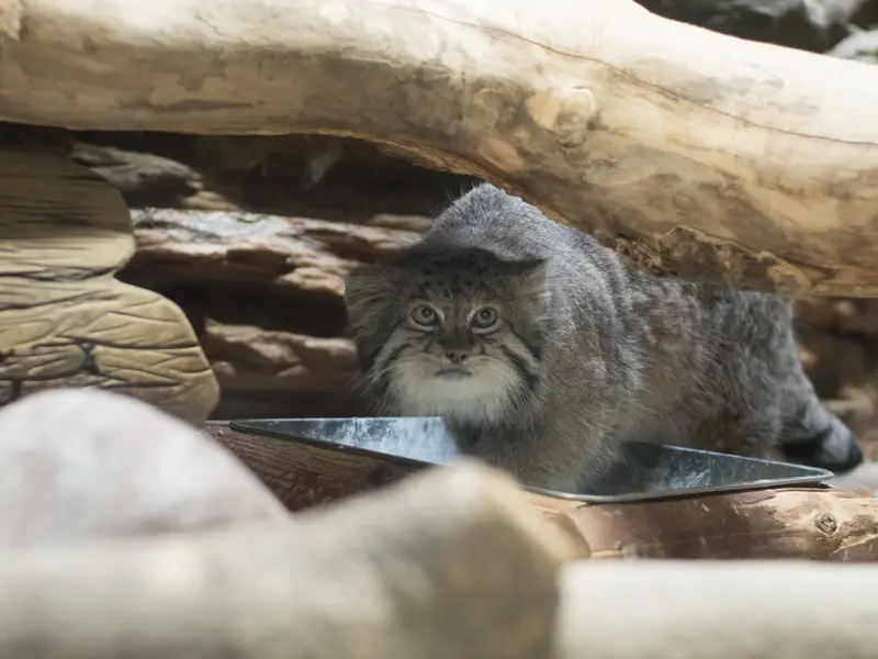 A photograph of Klyon in Ueno Zoological Gardens