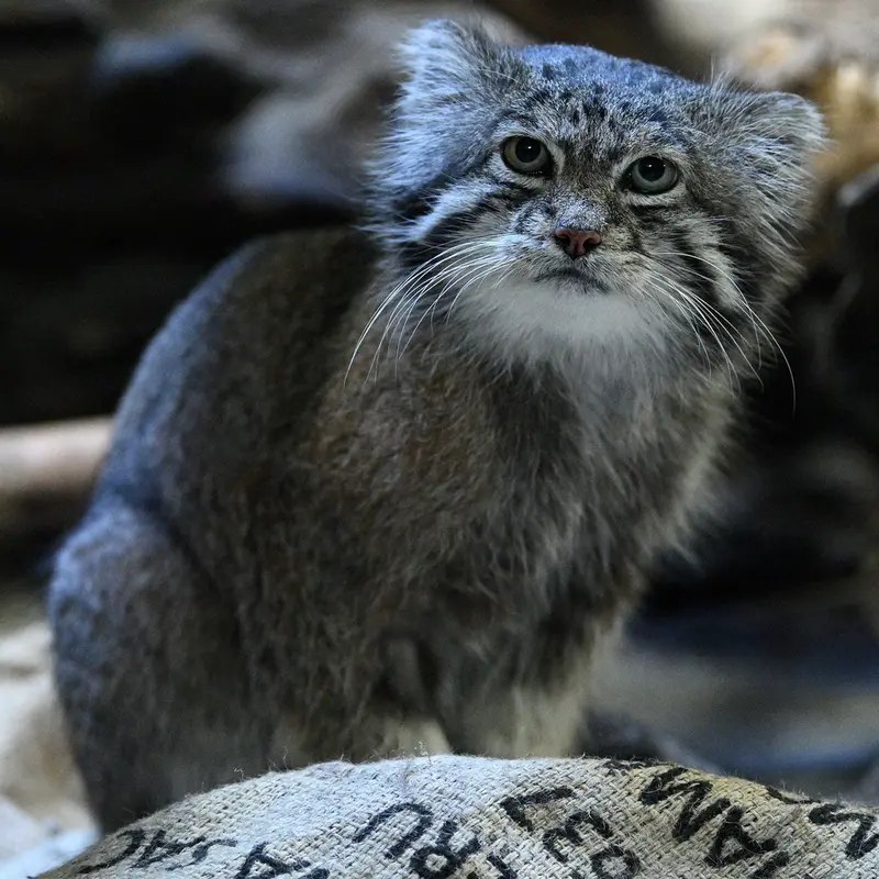 A photograph of Klyon in Ueno Zoological Gardens