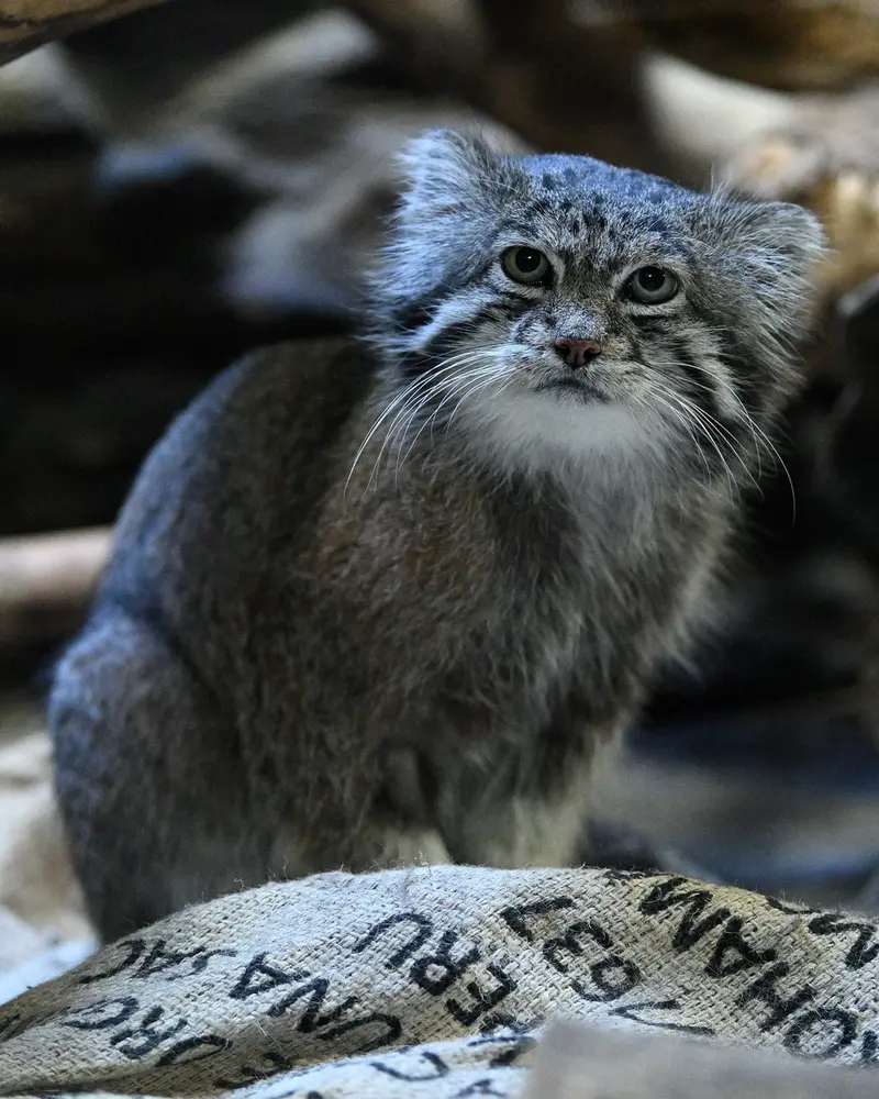 A photograph of Klyon in Ueno Zoological Gardens