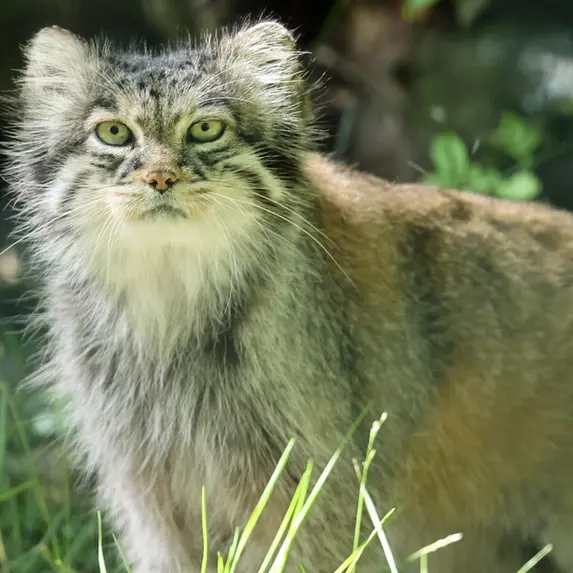 A photograph of Juran in Tierpark Berlin