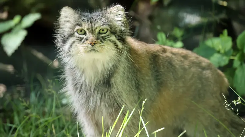 A photograph of Juran in Tierpark Berlin