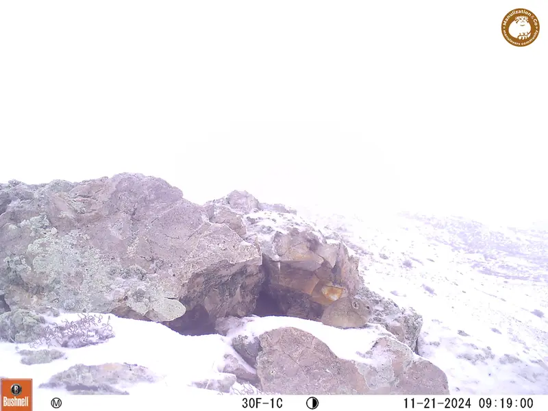 A photograph of Pika from Besshoky 1 camera trap