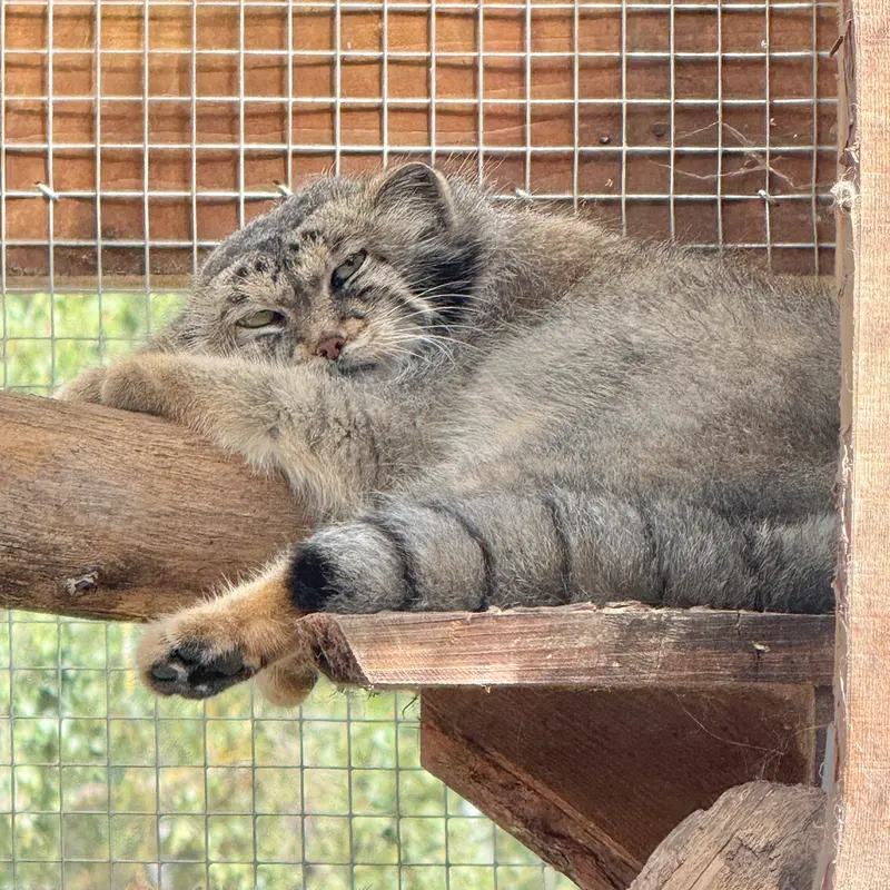 A photograph of Altani in Tallinn Zoo