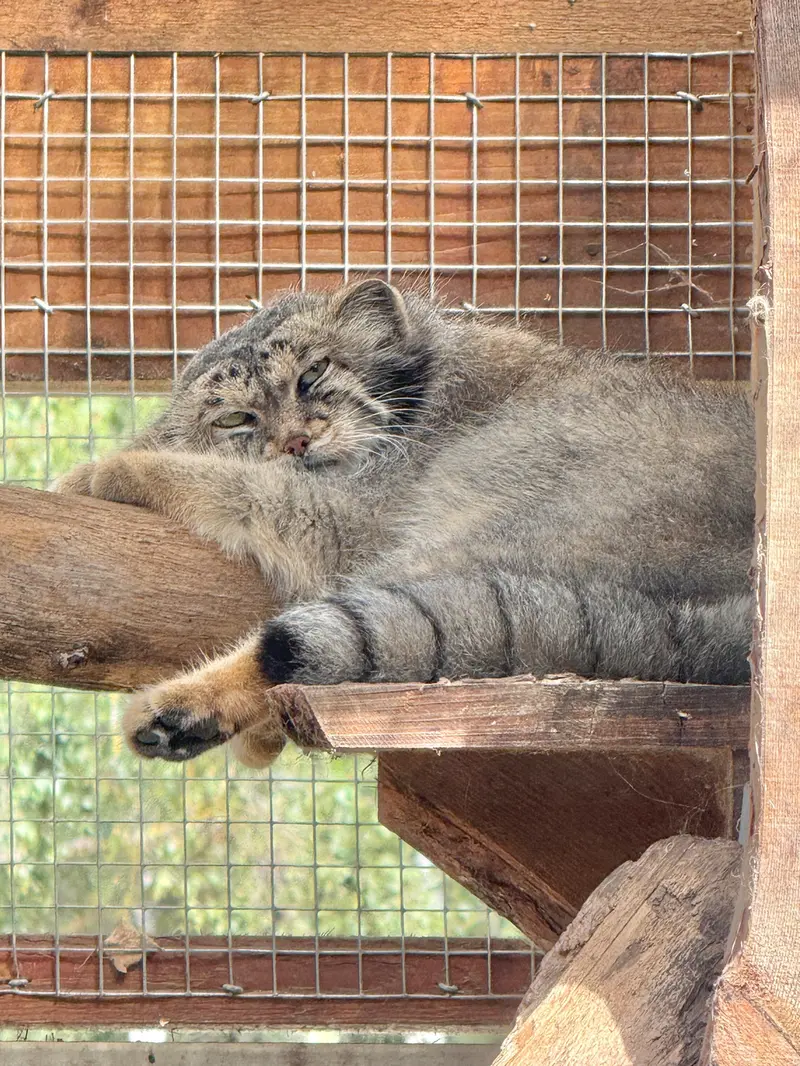 A photograph of Altani in Tallinn Zoo