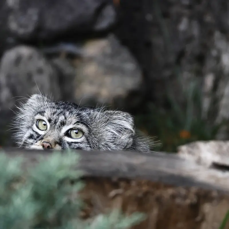 A photograph of a Pallas's cat
