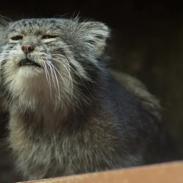A photograph of Klyon in Ueno Zoological Gardens