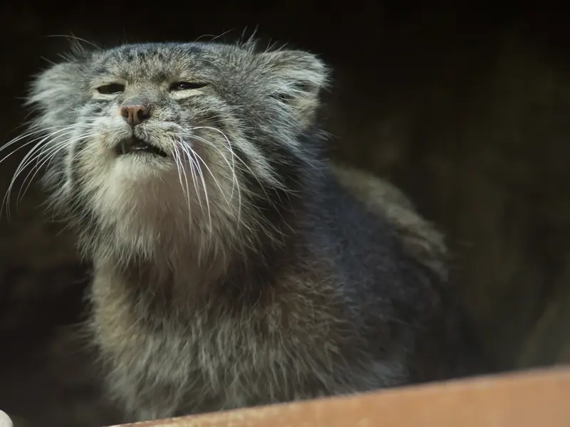 A photograph of Klyon in Ueno Zoological Gardens