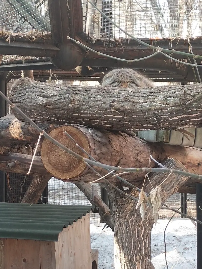 A photograph of Grey in Novosibirsk Zoo