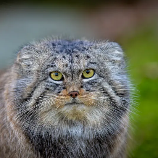 A photograph of Qatti-Matti in Nordens Ark