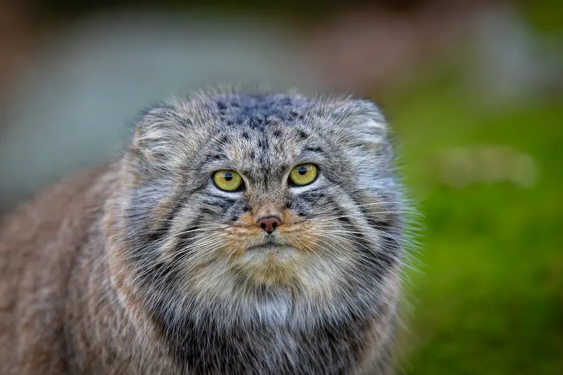 A photograph of Qatti-Matti in Nordens Ark