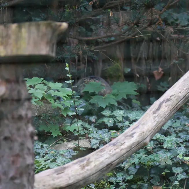 A photograph of Dersu in Dessau Zoo