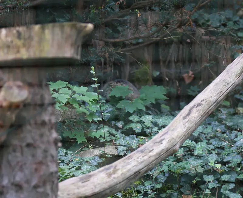 A photograph of Dersu in Dessau Zoo