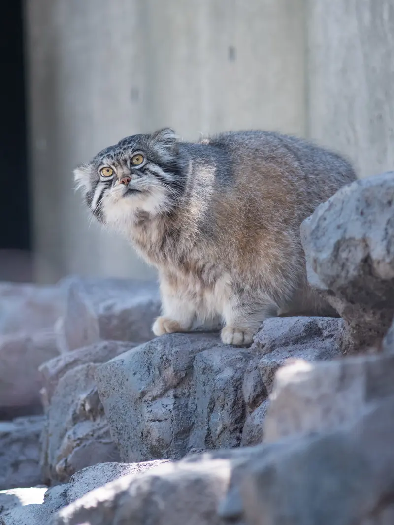 A photograph of Grusha in Asahiyama Zoo