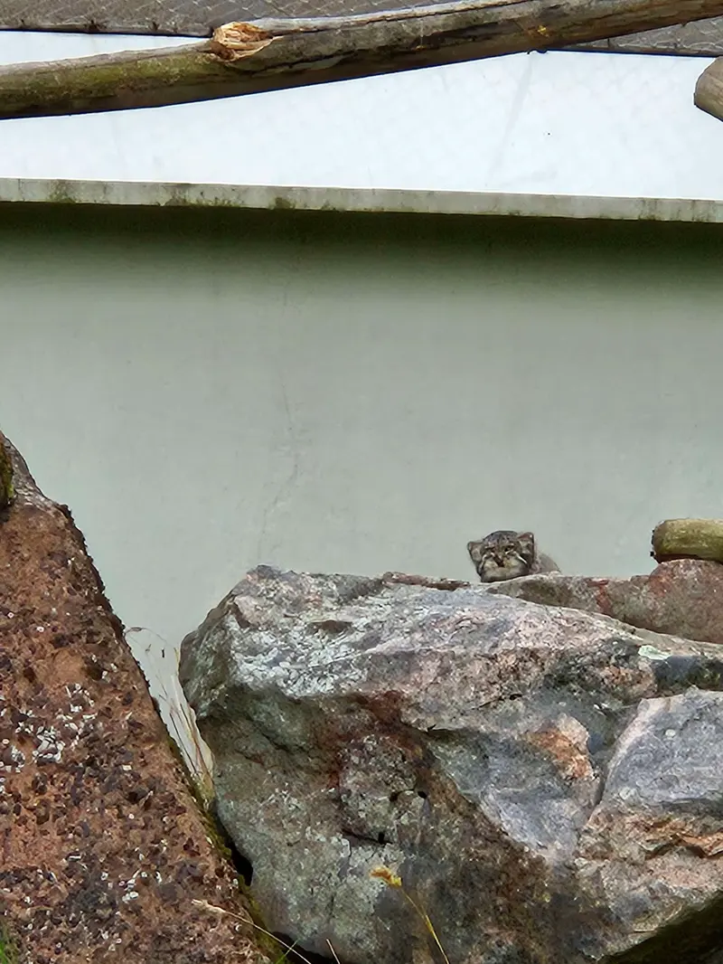 A photograph of Sten in Korkeasaari Zoo