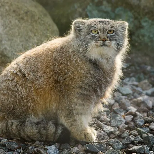 A photograph of Agneta in Parken Zoo