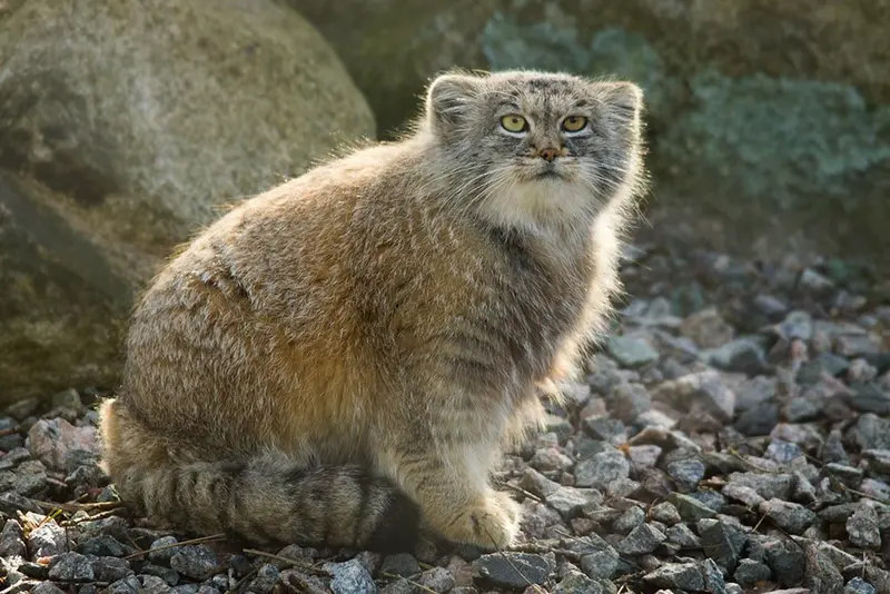A photograph of Agneta in Parken Zoo