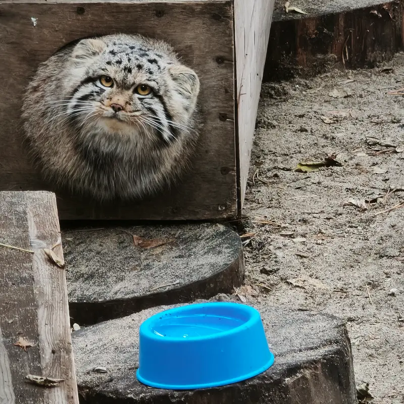 A photograph of Son of Snezhana b.2026 Ⅰ in Novosibirsk Zoo
