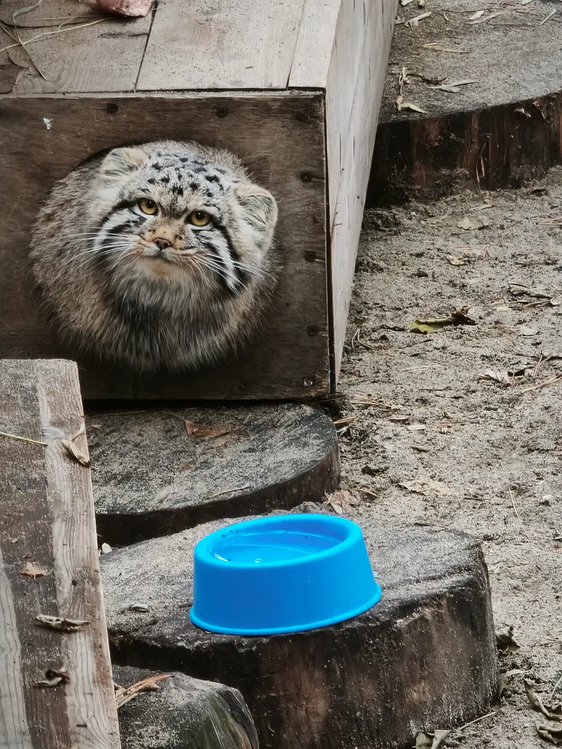 A photograph of Son of Snezhana b.2026 Ⅰ in Novosibirsk Zoo