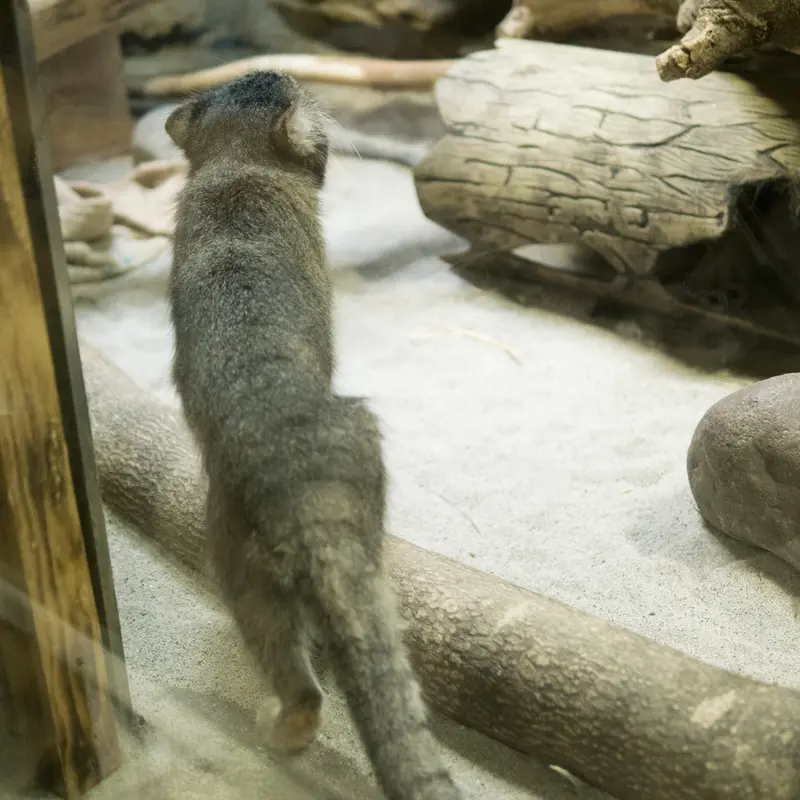 A photograph of Klyon in Ueno Zoological Gardens