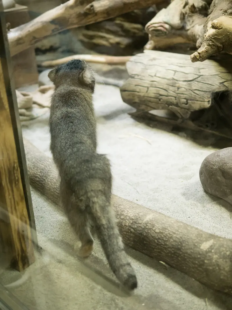 A photograph of Klyon in Ueno Zoological Gardens