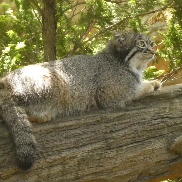 A photograph of Abrikos in Nasu Animal Kingdom