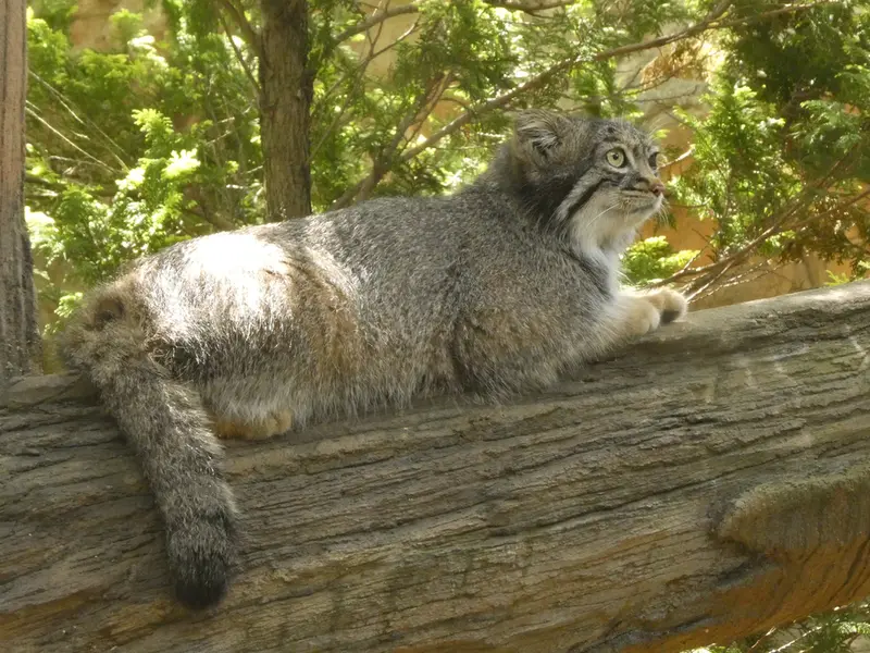 A photograph of Abrikos in Nasu Animal Kingdom