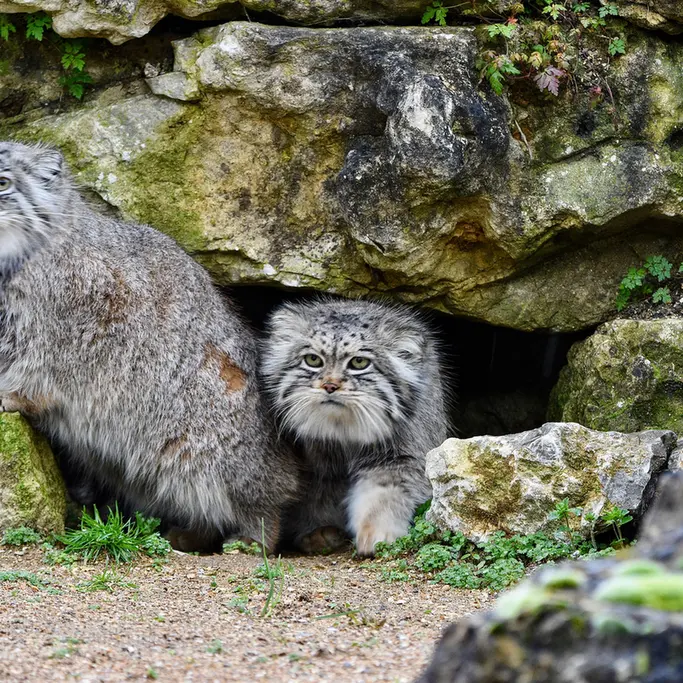 A photograph of Atlan in Port Lympne Wild Animal Park