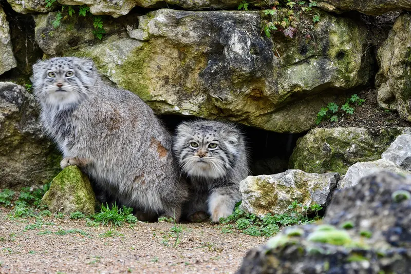 A photograph of Atlan in Port Lympne Wild Animal Park