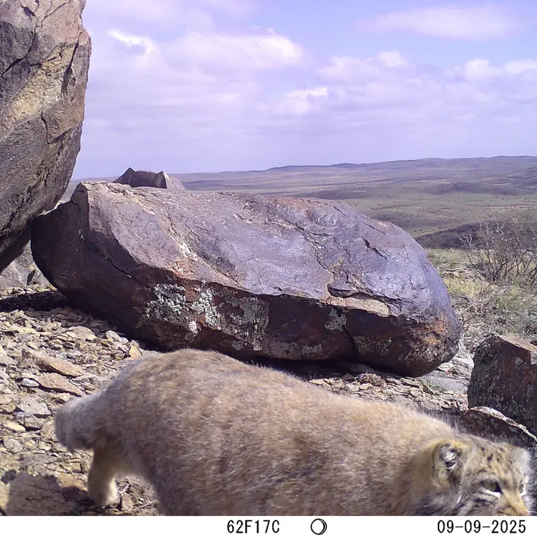 A photograph of Otocolobus manul manul from Koshkar [new] camera trap