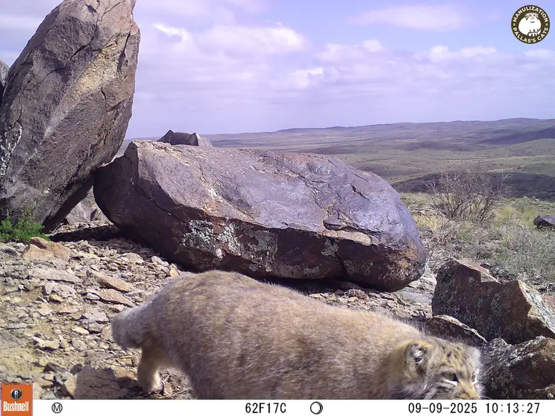 A photograph of Otocolobus manul manul from Koshkar [new] camera trap
