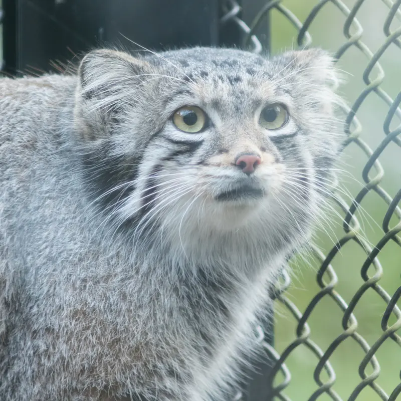A photograph of Oto in Saitama Children's Zoo