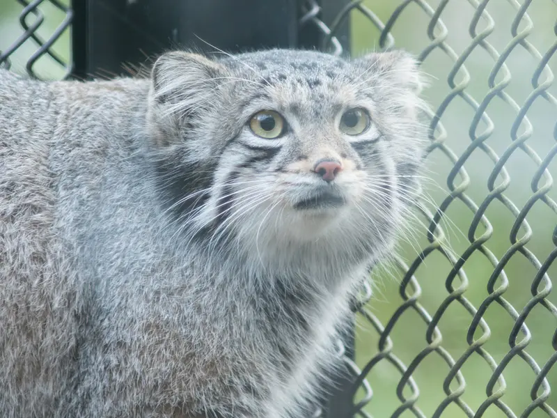 A photograph of Oto in Saitama Children's Zoo