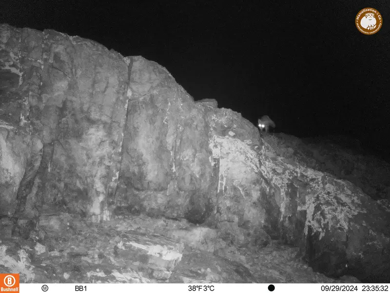 A photograph of Red fox from Aktas-Kunkora camera trap