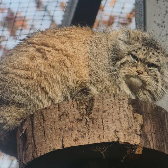 A photograph of Ula in Gdansk Zoo
