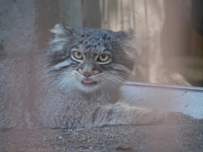 A photograph of Figa in Nogeyama Zoo