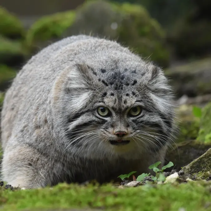A photograph of Norbu in Rotterdam Zoo
