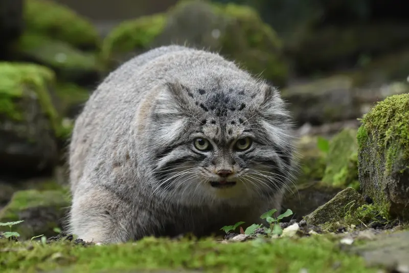A photograph of a Pallas's cat in Rotterdam Zoo